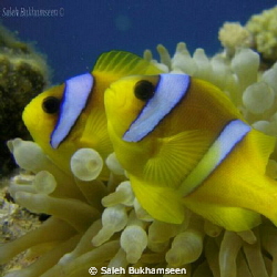 taken in Saudi Arabia  in small city Yanbu by Saleh Bukhamseen 